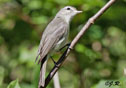 Vireo gilvus